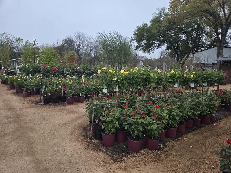 Roses are In at Fanick Garden Center