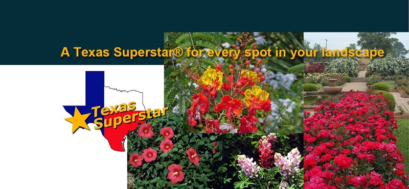 Texas Super Star